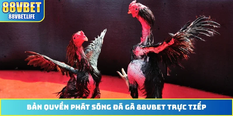 Đá Gà 88VBET - Phát Sóng Hơn 100 Trận Đấu Từ Thomo Hôm Nay - SIBK