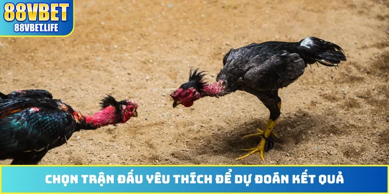 Đá Gà 88VBET - Phát Sóng Hơn 100 Trận Đấu Từ Thomo Hôm Nay - SIBK