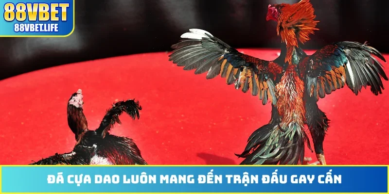 Đá Gà 88VBET - Phát Sóng Hơn 100 Trận Đấu Từ Thomo Hôm Nay - SIBK